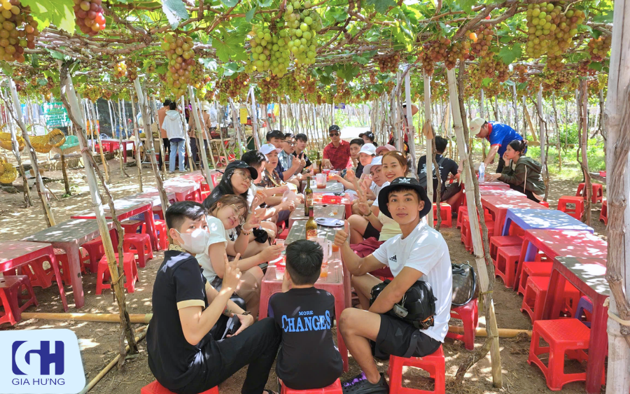 Trải nghiệm hái nho và thưởng thức sản phẩm tại vườn nho địa phương